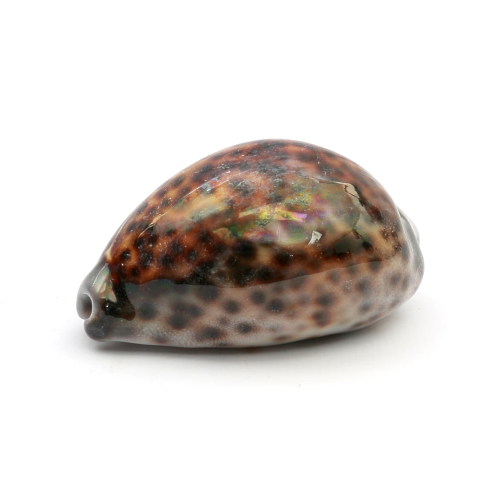 The Cowrie Shell - Brown