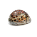 The Cowrie Shell - Brown